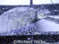 Sea Turtle at 96' depth hanging out on a ladder.  Taken o... by Michael Wicks 
